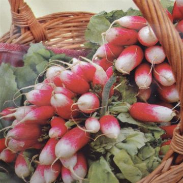 Radish French