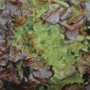 Leaf Lettuce Red Salad Bowl