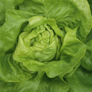 Lettuce Zomerdiamant