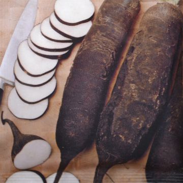 Winter Radish Black long