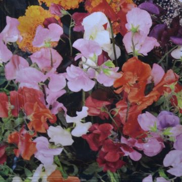 Sweet Peas Bijou