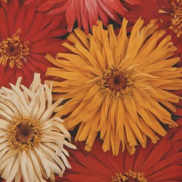Zinnia Chrysanthemum