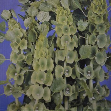 Bells of Ireland