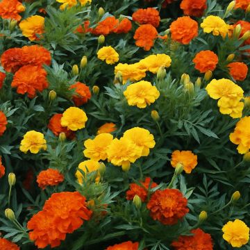 French Marigold Bonita