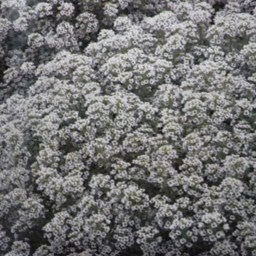 Alyssum Sneeuwkleed