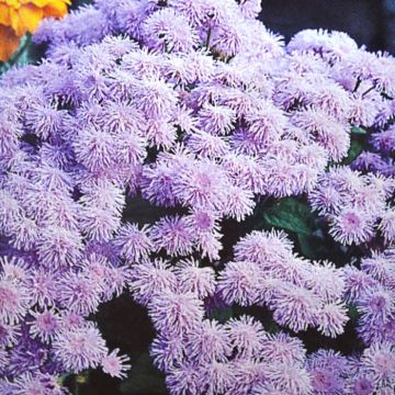 Floss Flower