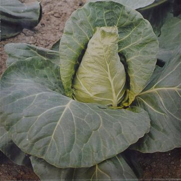 White Cabbage