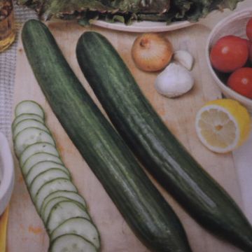 Greenhouse Cucumber Confida F1 Greenhouse Cucumber Confida F1