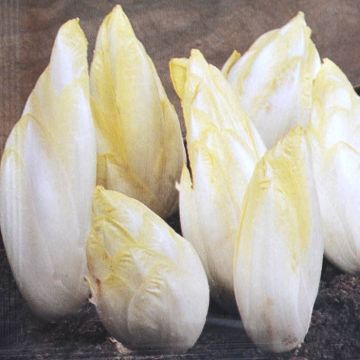 Chicory Zoom F1