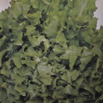 Endive Avantgarde Winter