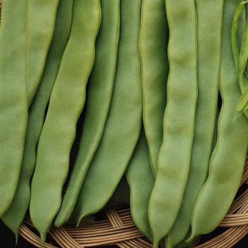 Cimbing French Beans