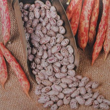 Schell Beans Schell Beans