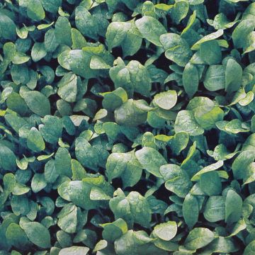 Spinach prickley seeded