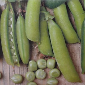 Peas American Wonder