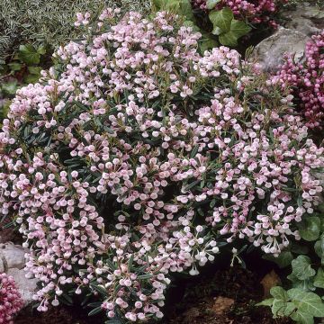 Andromeda polifolia compacta