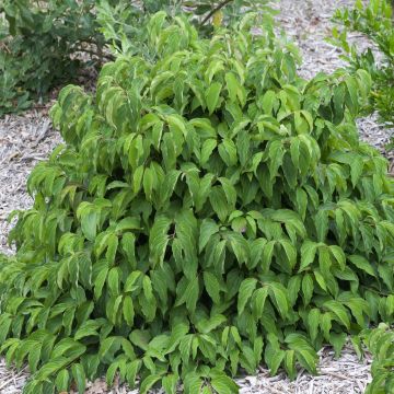 Cornus sericea Kelseyi