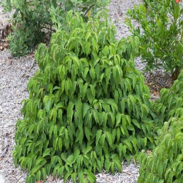 Cornus sericea Kelseyi