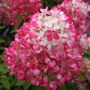 Hydrangea pan. Diamant Rouge 03