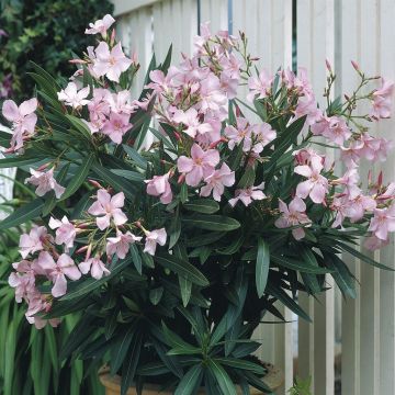 Nerium Oleander Pink