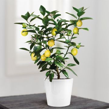 lemon tree v3