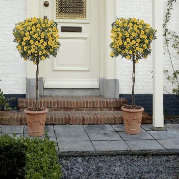 2 Potentilla op stam (mail)