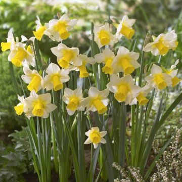 Narcissi jonquille Golden Echo