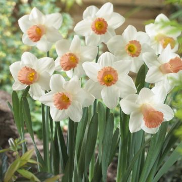 Narcissi Trumpet Pink Silk