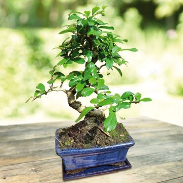 Bonsai Carmona macrophylla 15 cm