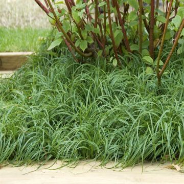 Carex carophyllea the  beatles