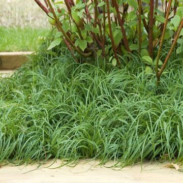 Carex carophyllea the  beatles