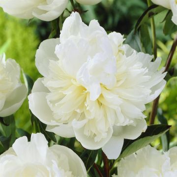 Paeonia Duchesse de nemours Paeonia Duchesse de nemours
