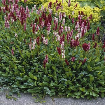 Persicaria affines Darjeling Red Persicaria affines Darjeling Red