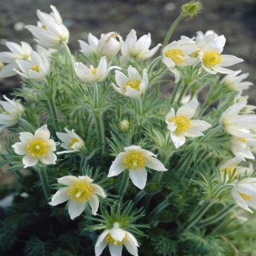 Pulsatilla vulgaris Alba