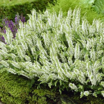 Salvia nemorosa Schneehuegel