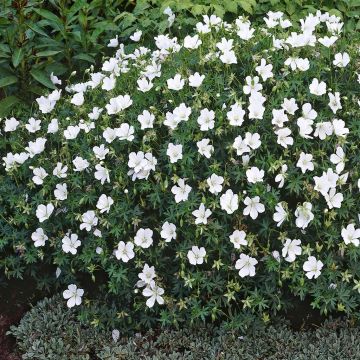 Geranium sanguineum Album