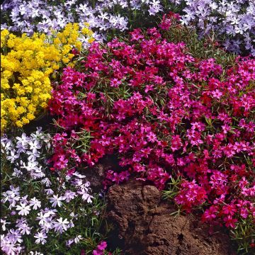 Phlox Subulata Scarlet Flame