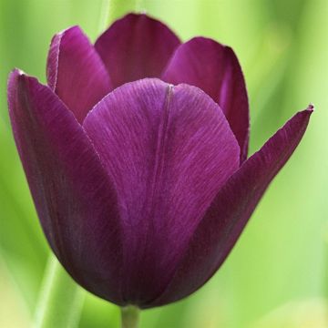 Tulip Negrita v3 Tulip Negrita v3