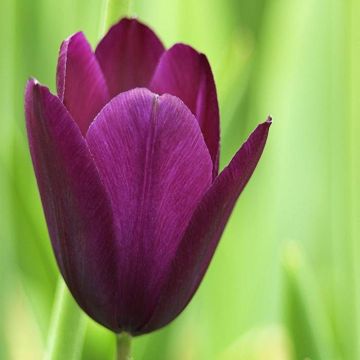 Tulip Negrita v3