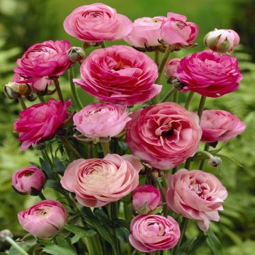 Ranunculus asiaticus pink Ranunculus asiaticus pink