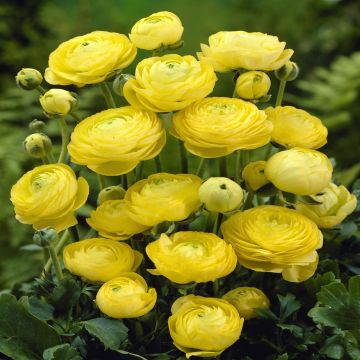 Ranunculus asiaticus Yellow v1