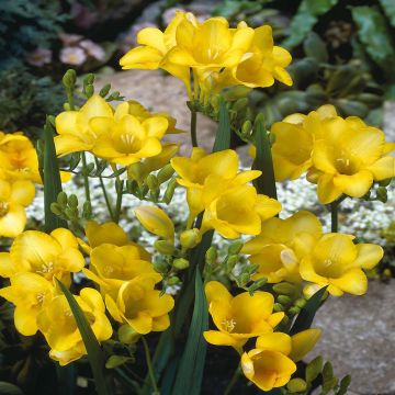 Freesia single Yellow v1 Freesia single Yellow v1