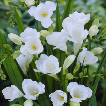 Freesia single White v1 Freesia single White v1