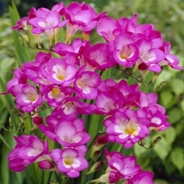 Freesia single Pink Freesia single Pink