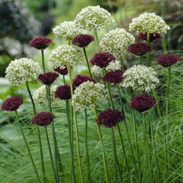 Allium combo Nigrum and Atropurpureum