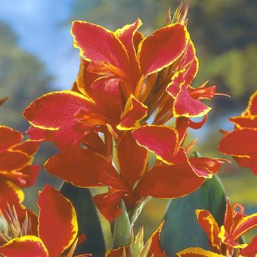 Canna indica Lucifer v1