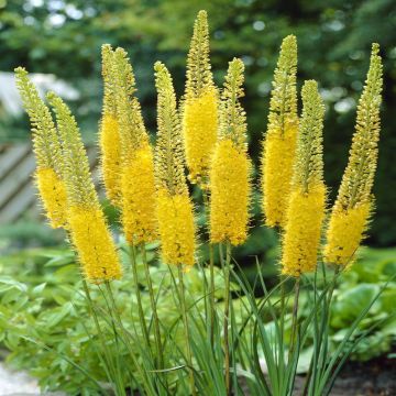 Eremurus stenophyllus Eremurus stenophyllus