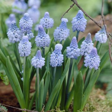 Muscari azureum v3
