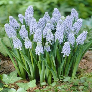 Muscari Valerie Finnis