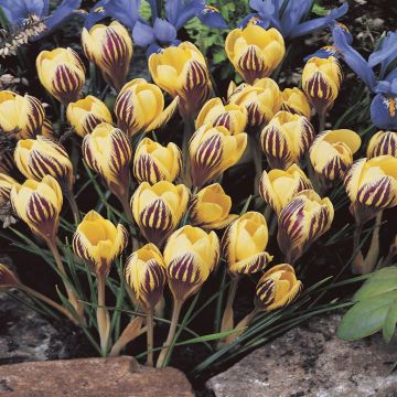 Crocus Gipsy Girl