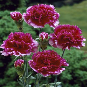 Dianthus caryophyllis Red